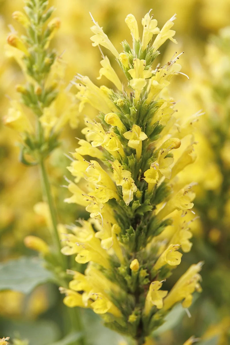 POQUITO BUTTER YELLOW AGASTACHE 1 gal