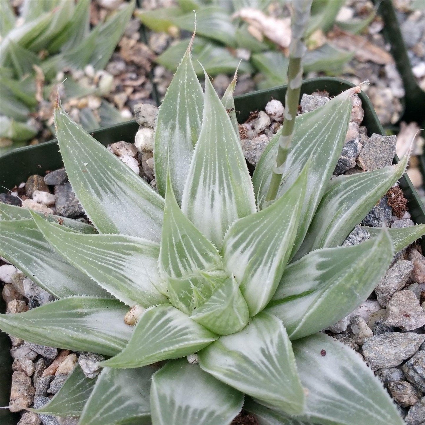 White Ghost Haworthia Retusa