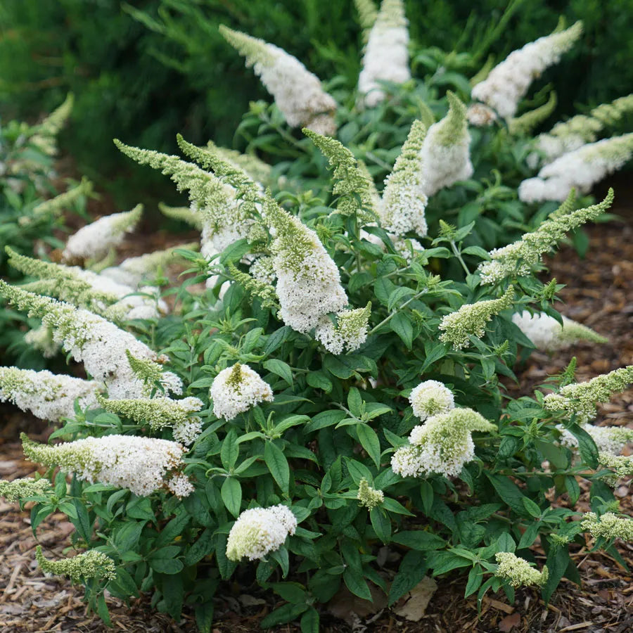 NANHO ALBA BUTTERFLY BUSH 5 gal