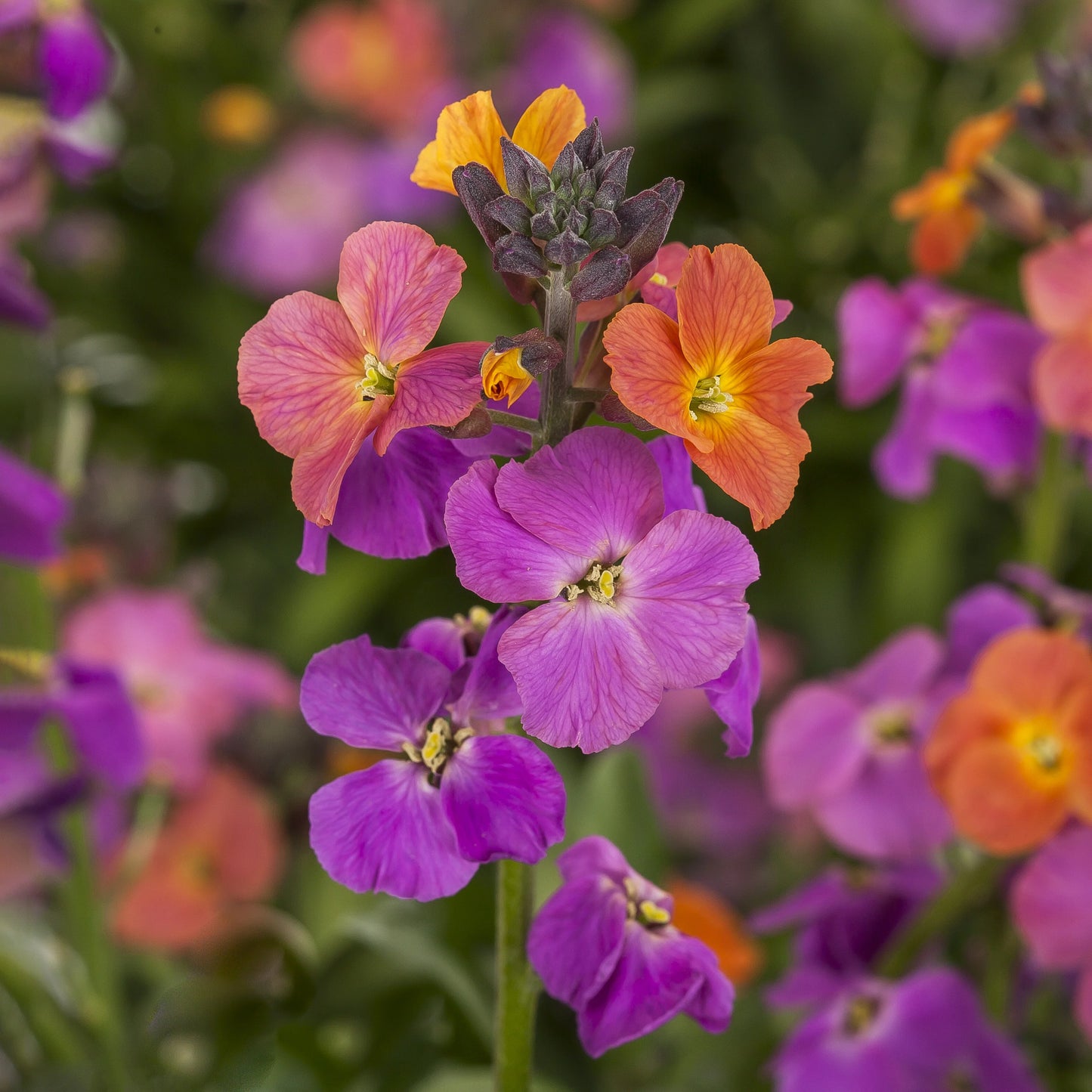 WALLFLOWER ERYSIMUM MAGENTA 1gal