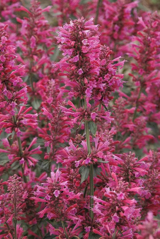 MORELLO AGASTACHE 1gal