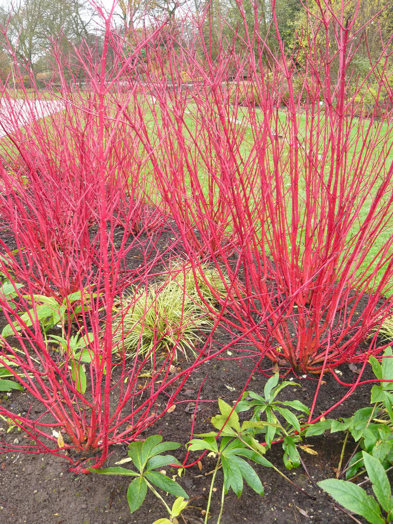 REDTWIG DOGWOOD 5 gal
