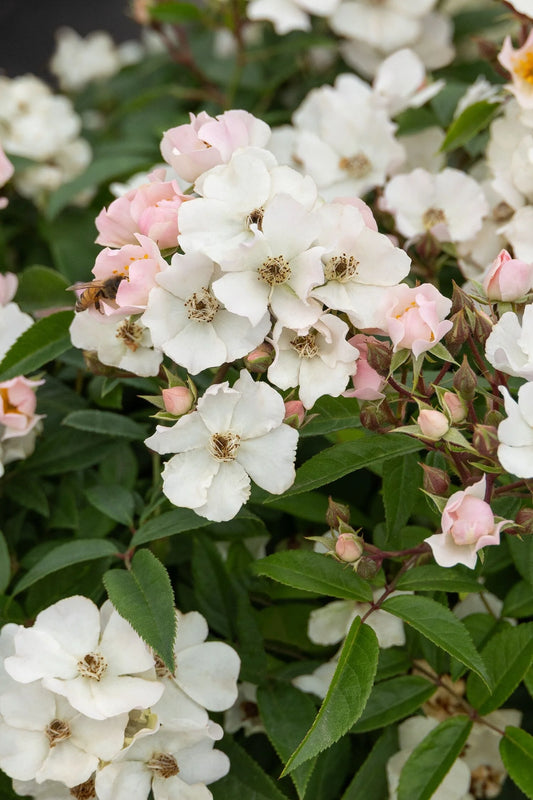 HONEY BLUSH ROSE 2gal