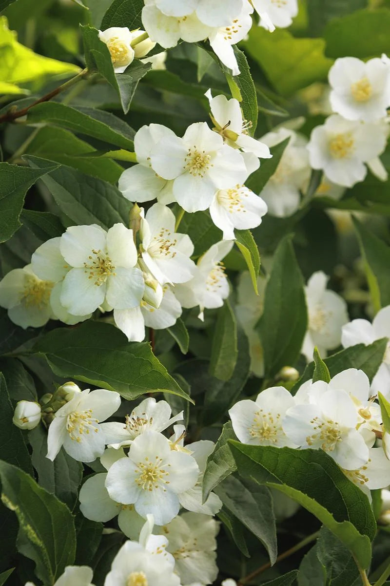 SWAN LAKE MOCK ORANGE 2gal