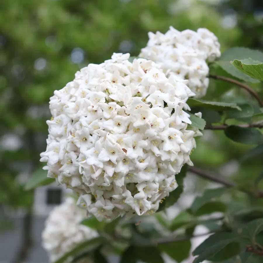 OPENING DAY VIBURNUM 2gal