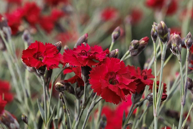 FIRESTAR IMP DIANTHUS 1gal