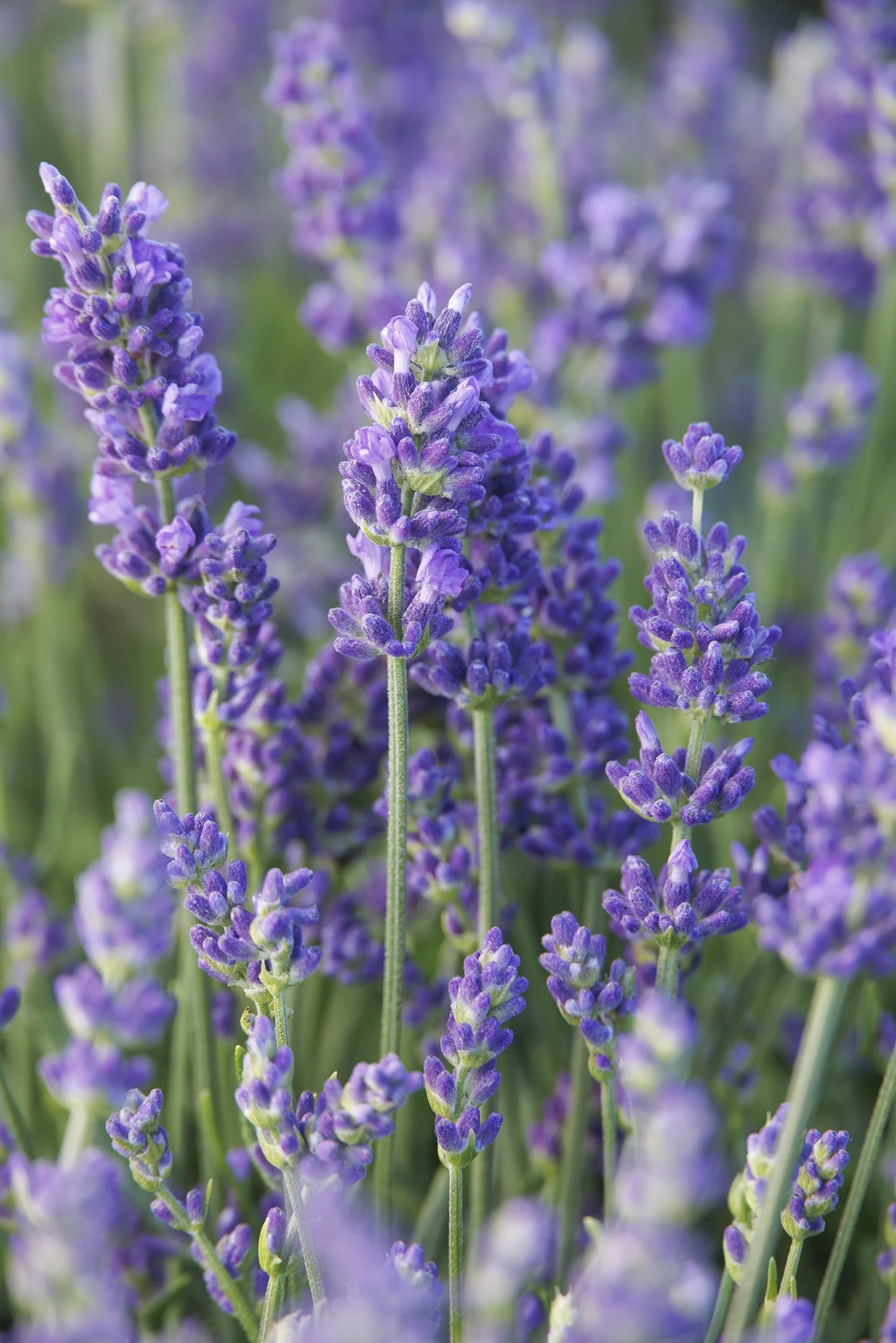 VINTRO BLUE LAVENDER 1gal
