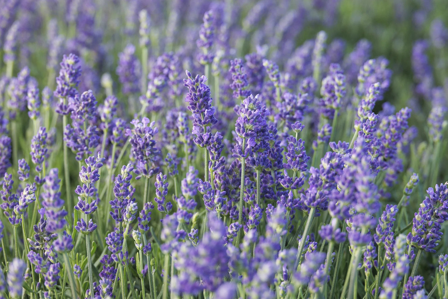 VINTRO BLUE LAVENDER 1gal