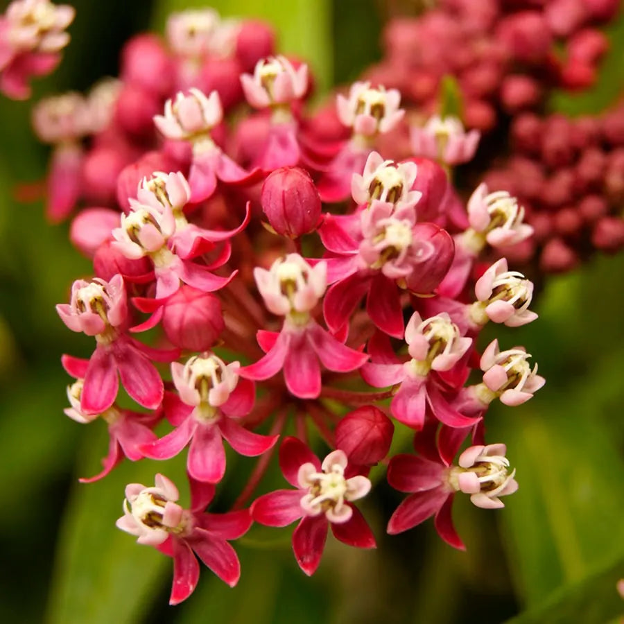SOULMATE MILKWEED