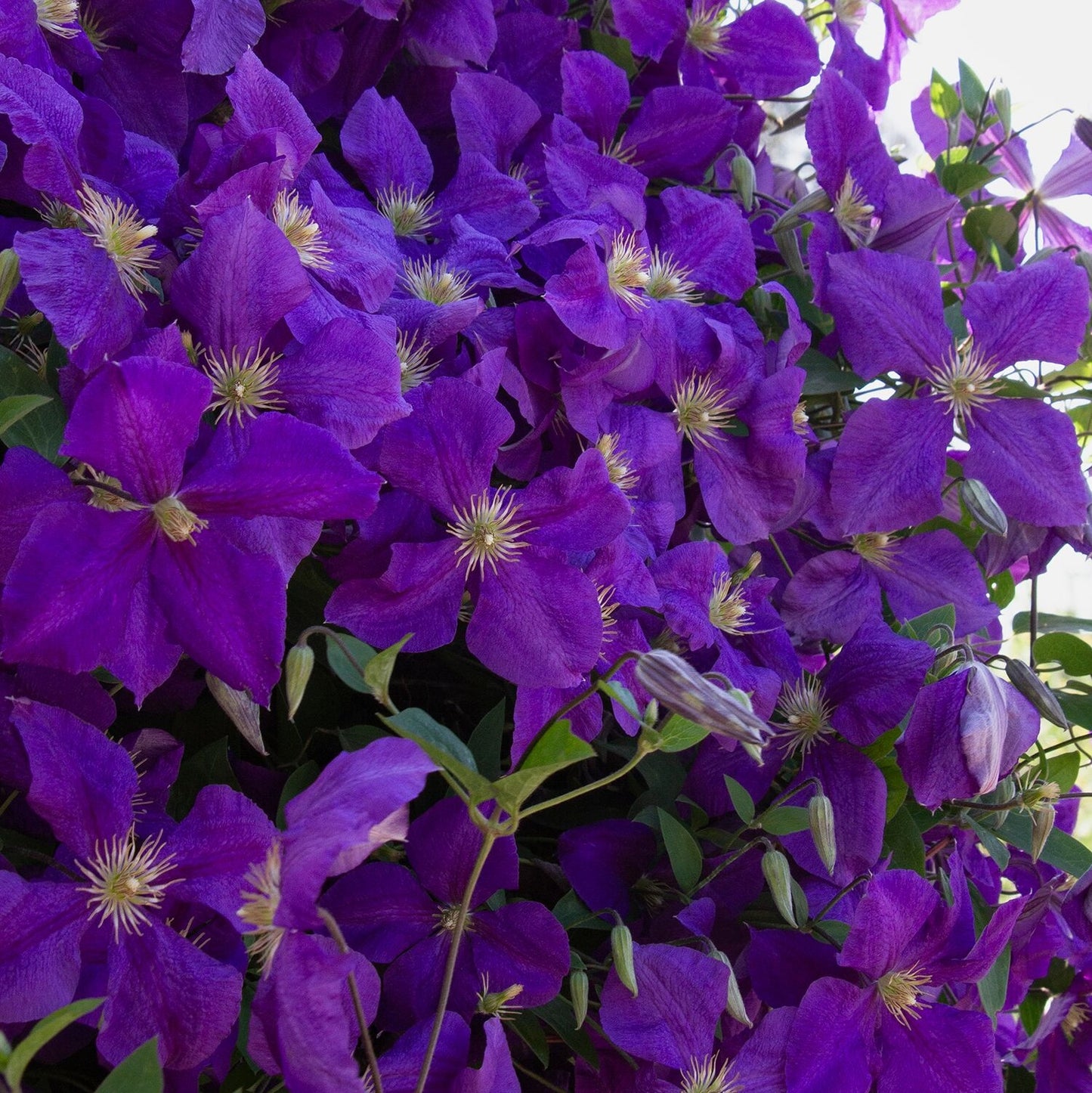 ROYAL CASCADE CLEMATIS 1gal