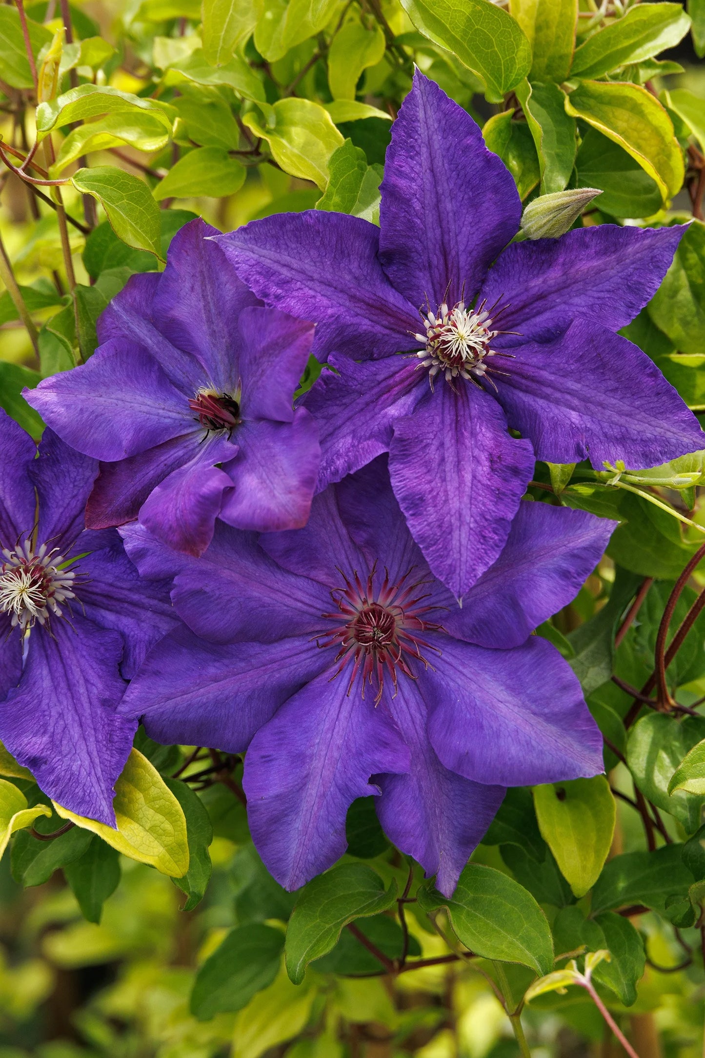 ROYAL CASCADE CLEMATIS 1gal