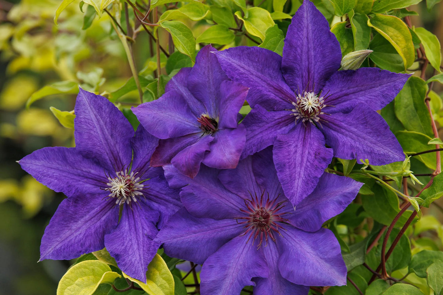 ROYAL CASCADE CLEMATIS 1gal