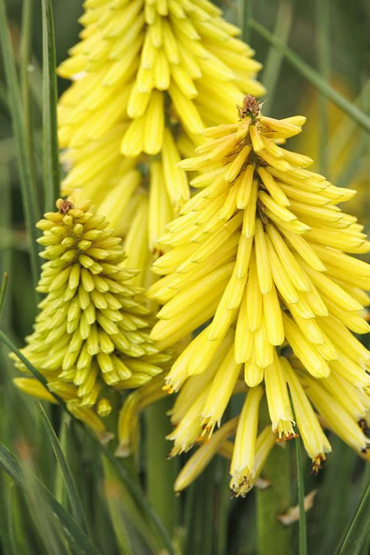 KNIPHOFIA POCO YELLOW 1 GAL