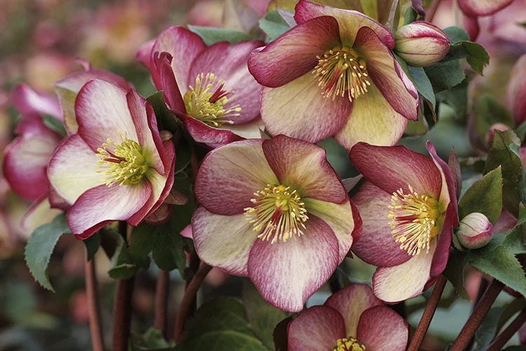 ROSADO HELLEBORE 1gal