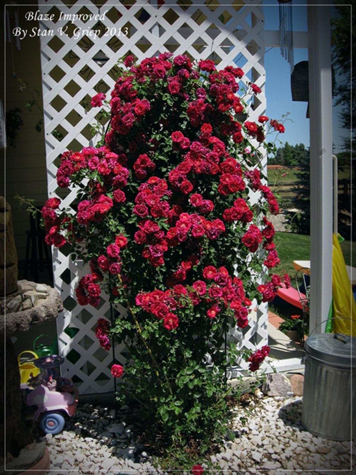 CRIMSON SKY CLIMBING ROSE 2gal