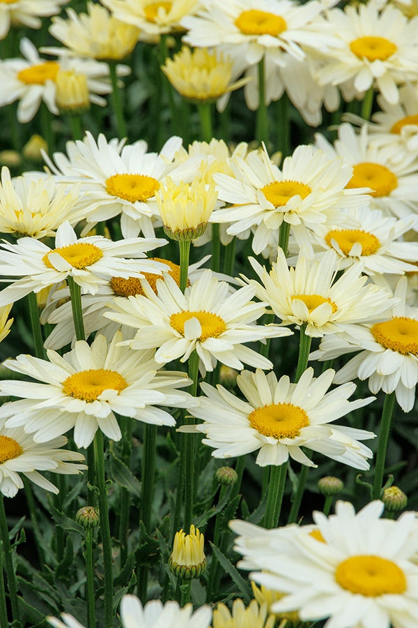 WESTERN STAR GEMINI SHASTA DAISY 1gal