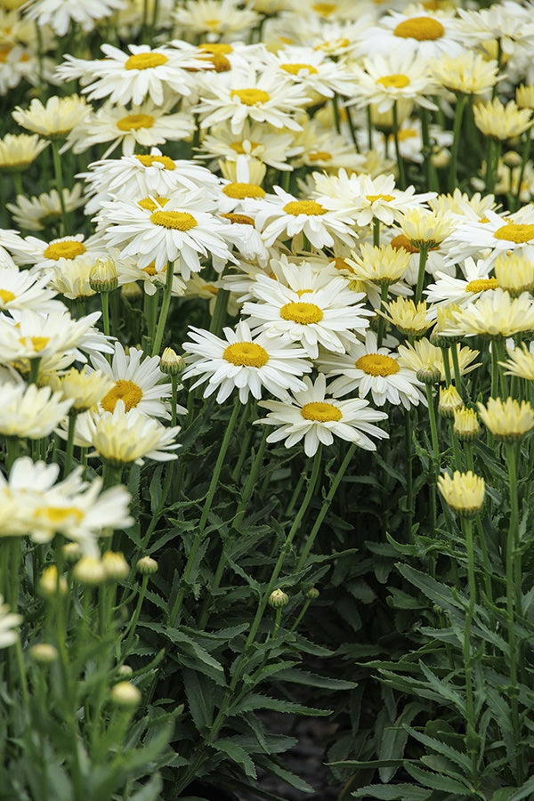 WESTERN STAR GEMINI SHASTA DAISY 1gal