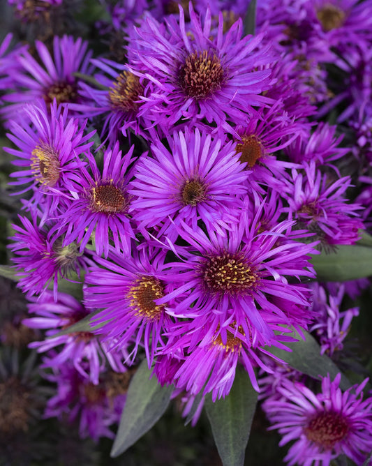 PINK CRUSH ASTER 1 GAL