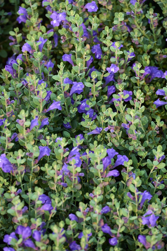 SMOKY HILLS SKULLCAP 1gal