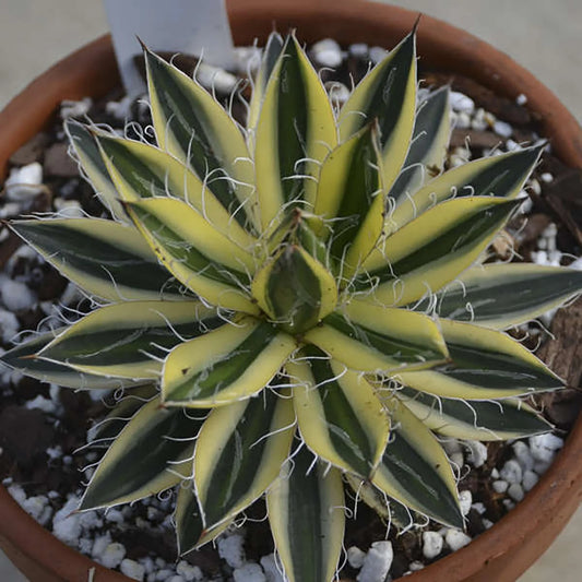ROYAL FLUSH AGAVE 2gal