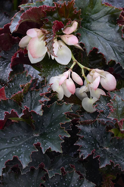 NINETTA BEGONIA 2gal