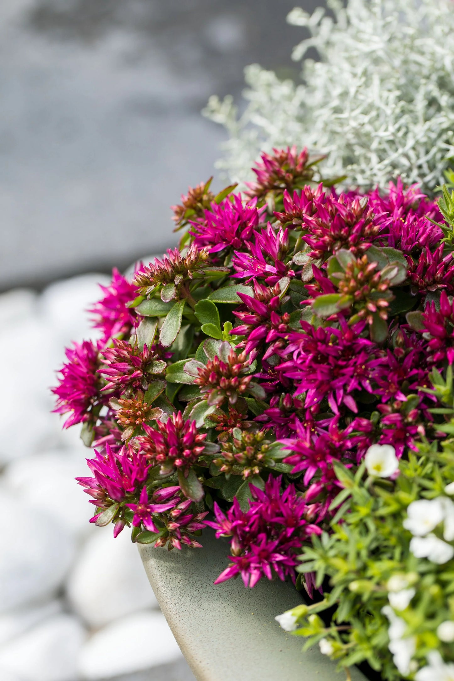 SPOT ON DEEP ROSE SEDUM 1gal