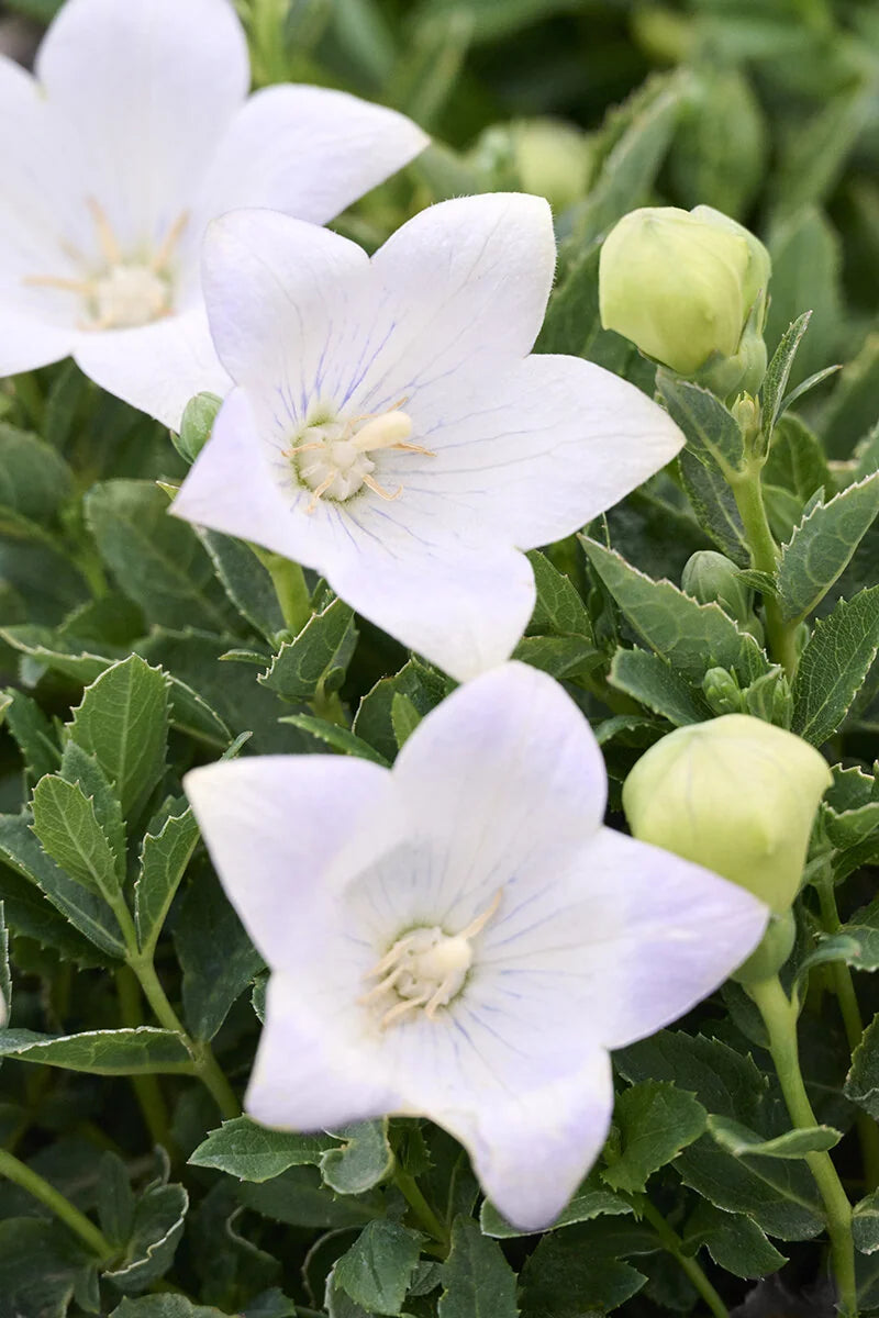 TWINKLE WHITE BALLOON FLOWER 1gal