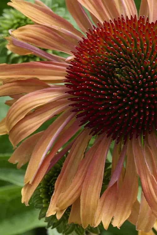 APRICOT FRESCO ECHINACEA 1gal