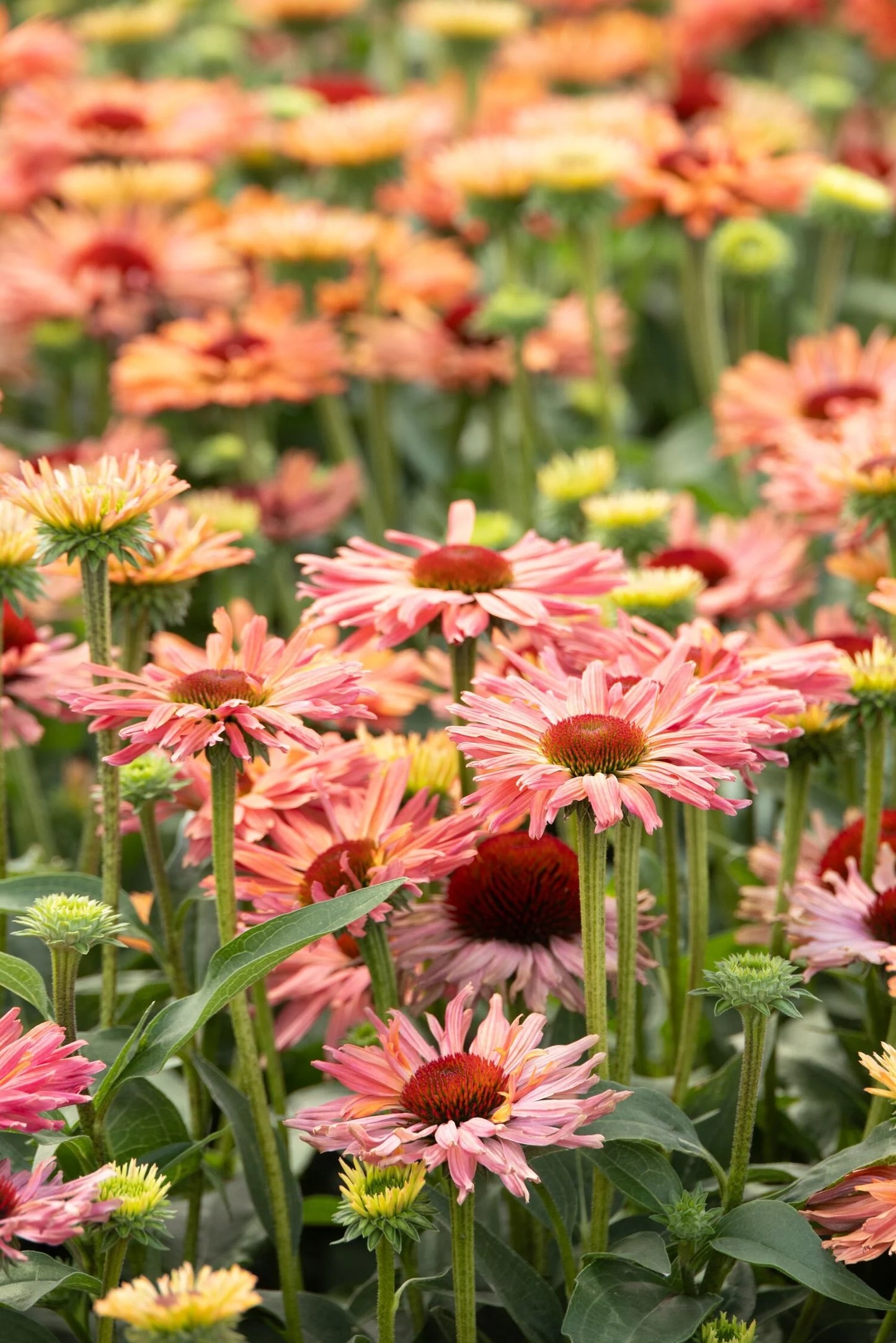 APRICOT FRESCO ECHINACEA 1gal