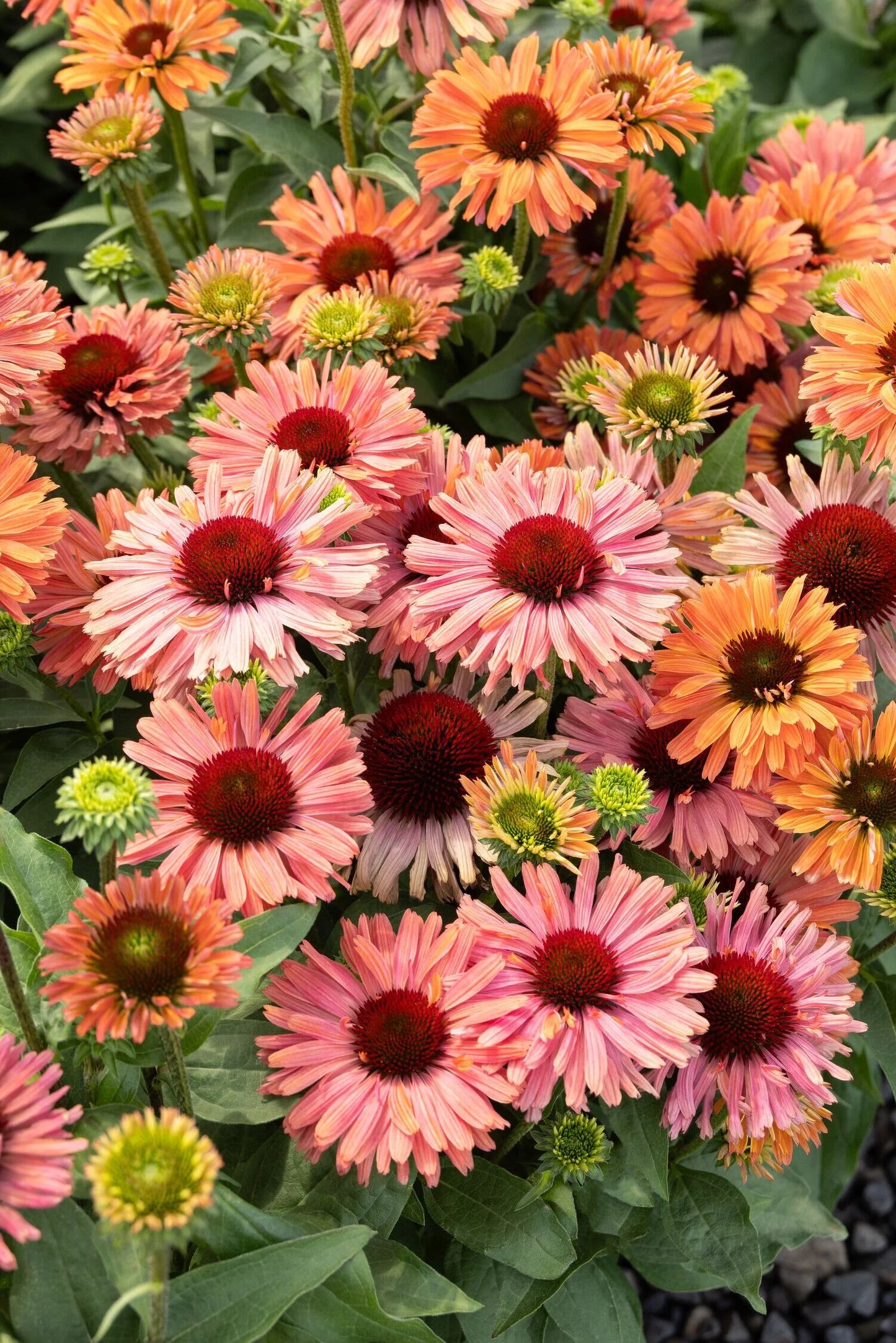 APRICOT FRESCO ECHINACEA 1gal