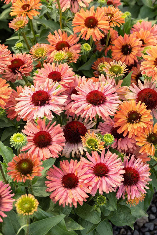 APRICOT FRESCO ECHINACEA 1gal