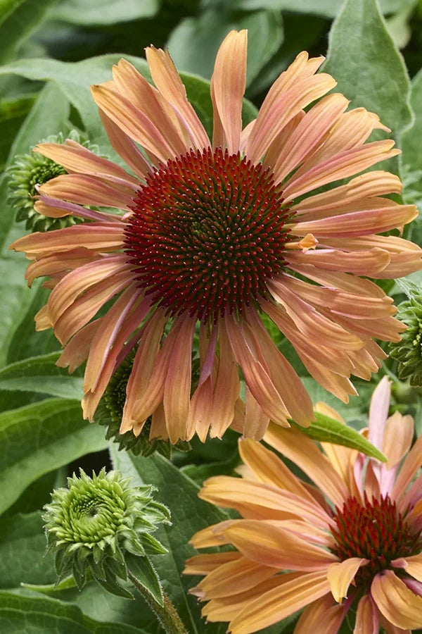 APRICOT FRESCO ECHINACEA 1gal