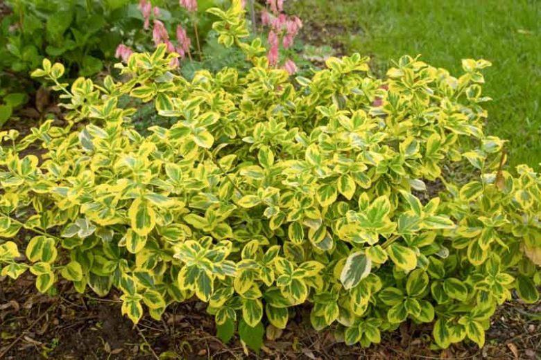 SUNRISE WINTERCREEPER EUONYMUS 2gal