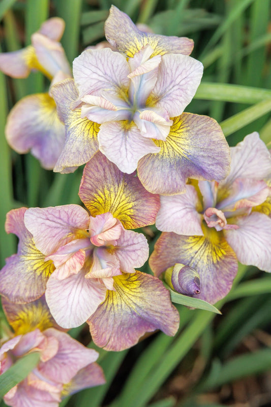 PEACOCK PAINTED WOMAN SIBERIAN IRIS 1gal