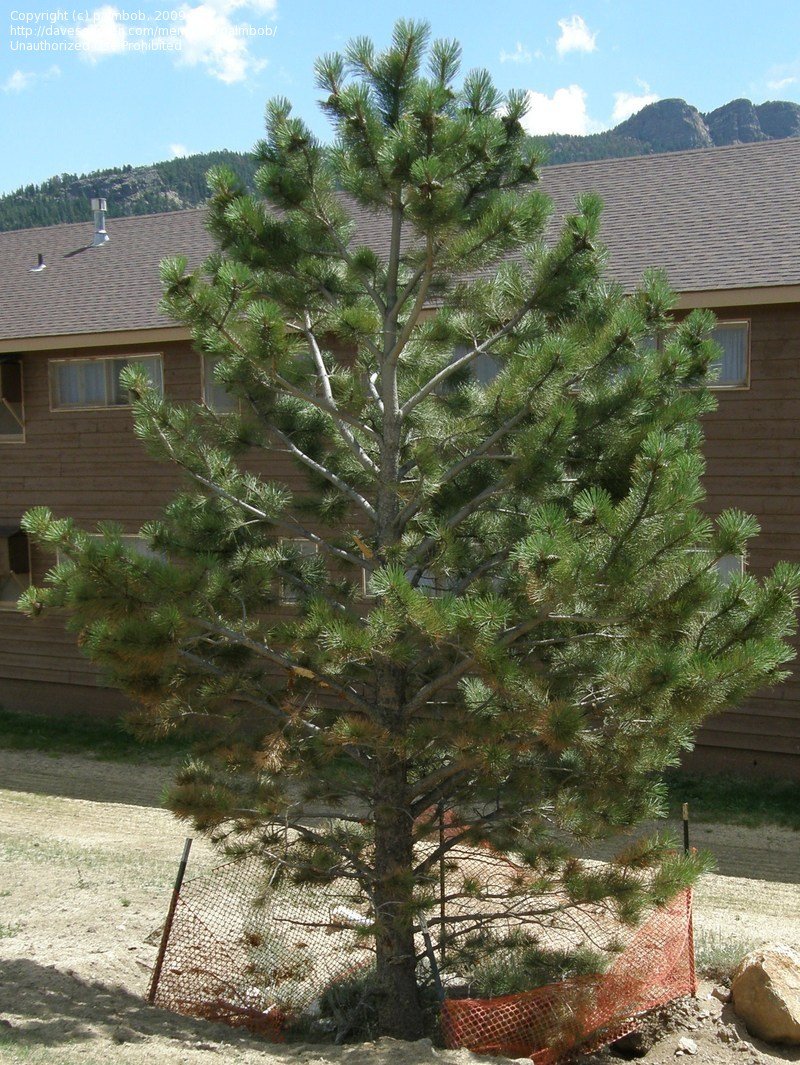 PONDEROSA PINE TREE 7gal