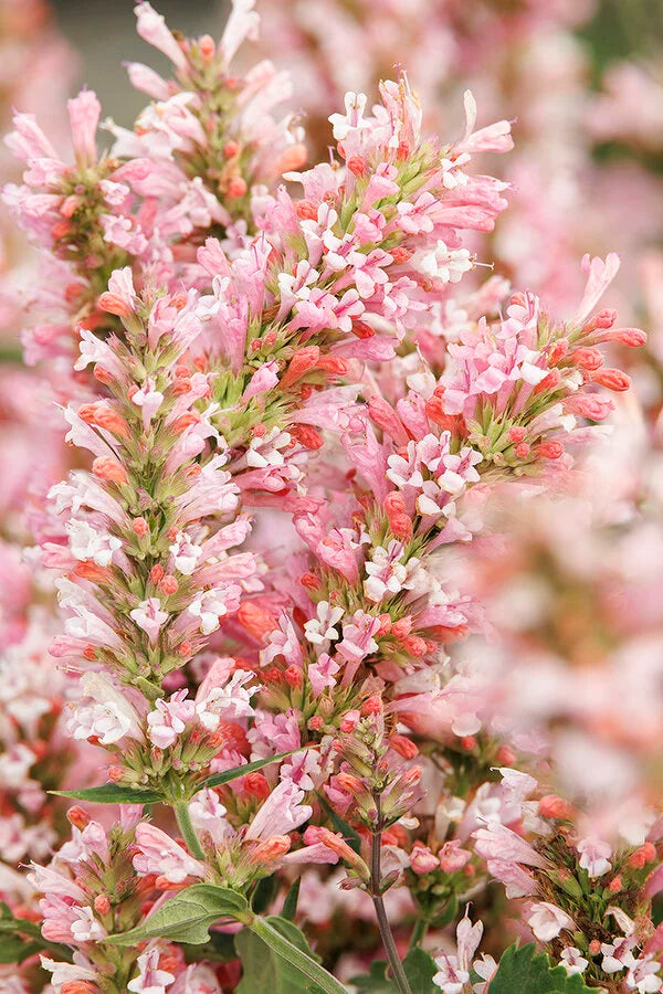PINK PEARL AGASTACHE 1gal