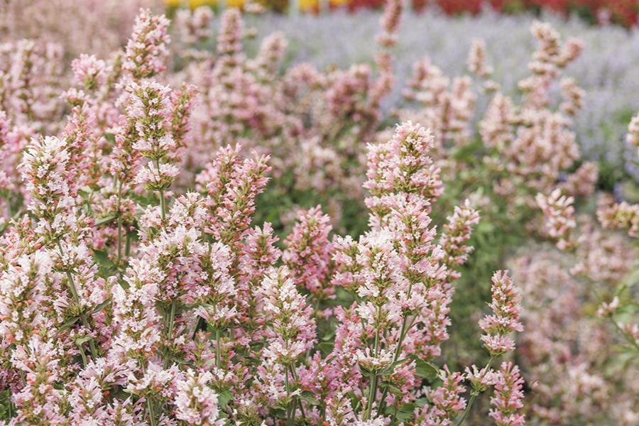 PINK PEARL AGASTACHE 1gal