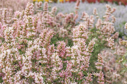 PINK PEARL AGASTACHE 1gal