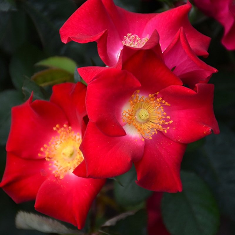 EASY ELEGANCE SCREAMING NEON ROSE 2gal