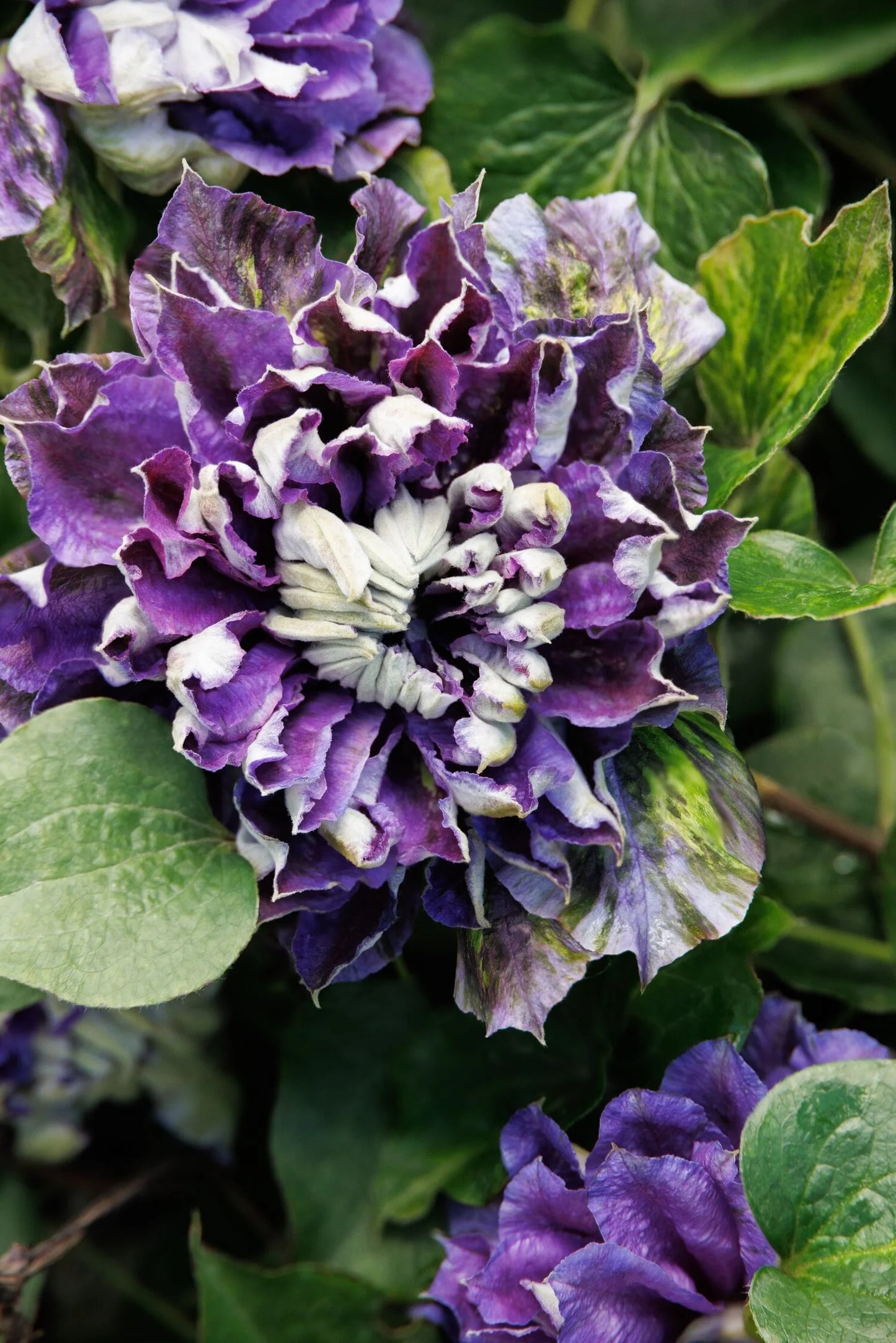 SHIN SHIGYOKU CLEMATIS 2gal