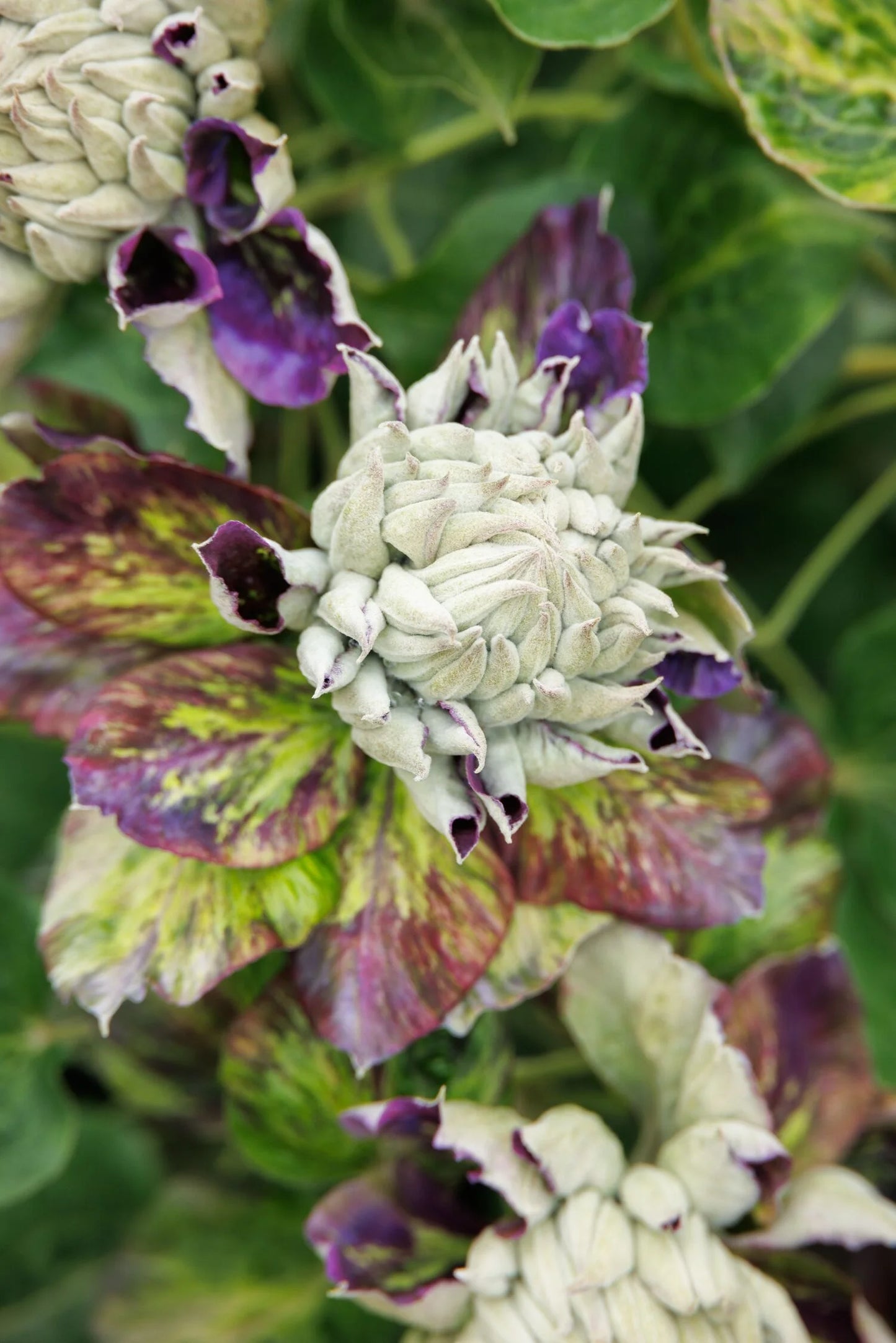 SHIN SHIGYOKU CLEMATIS 2gal
