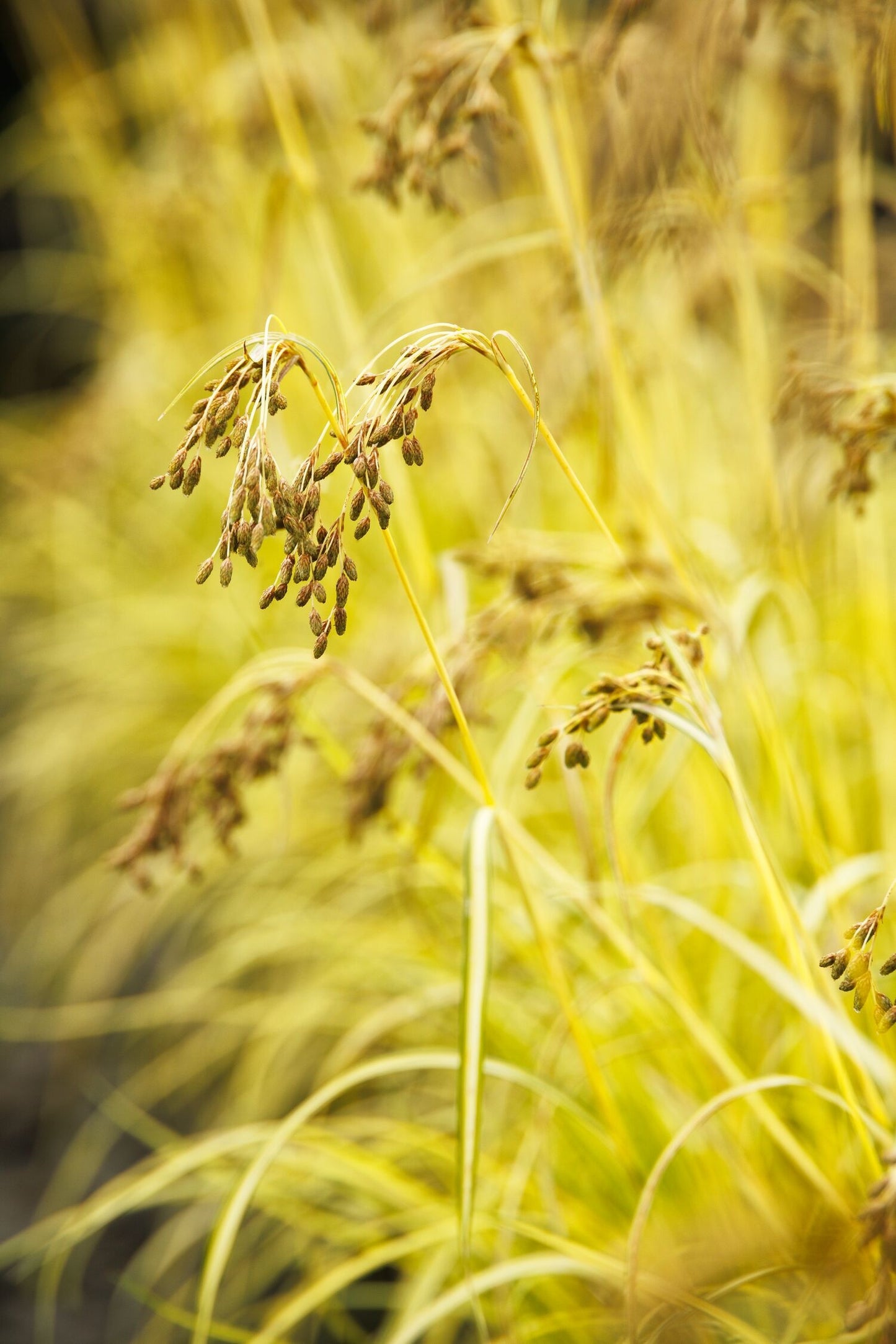 STARS AND STRIPES BULRUSH 1gal