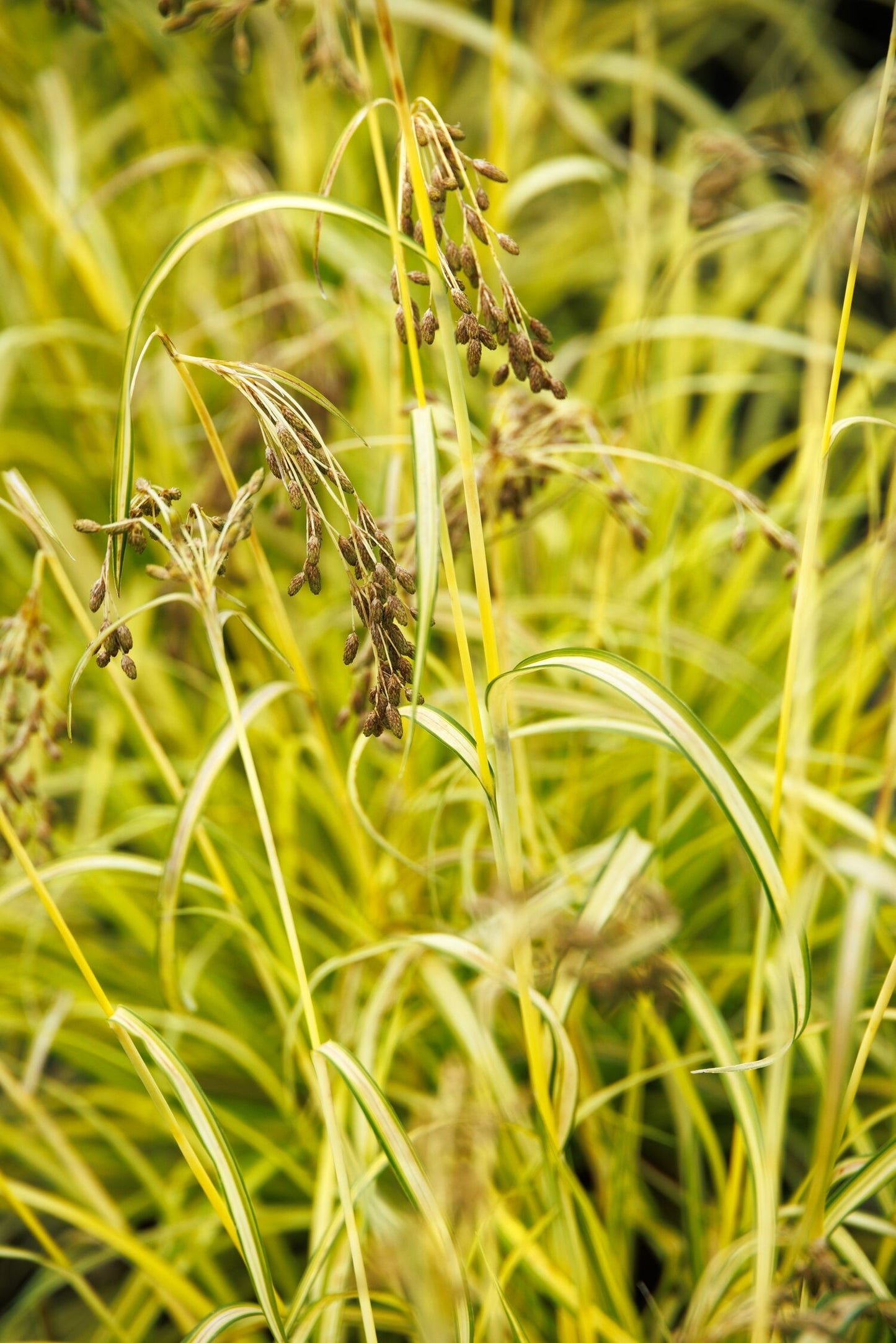 STARS AND STRIPES BULRUSH 1gal