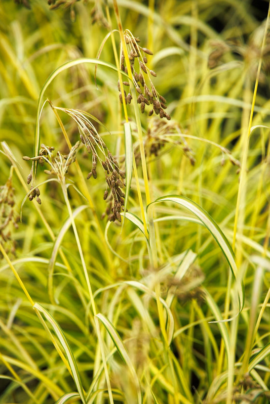 STARS AND STRIPES BULRUSH 1gal
