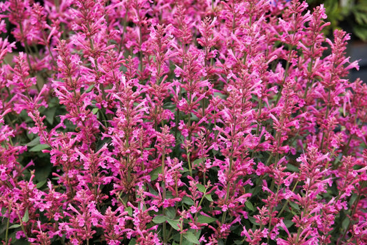 SUMMERLONG LILAC AGASTACHE 1gal
