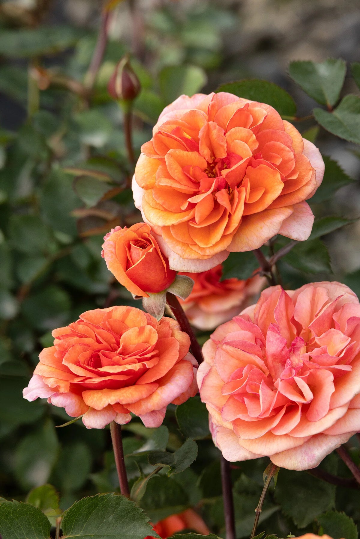 EAU DE PARFUM BLISS ROSE 2gal