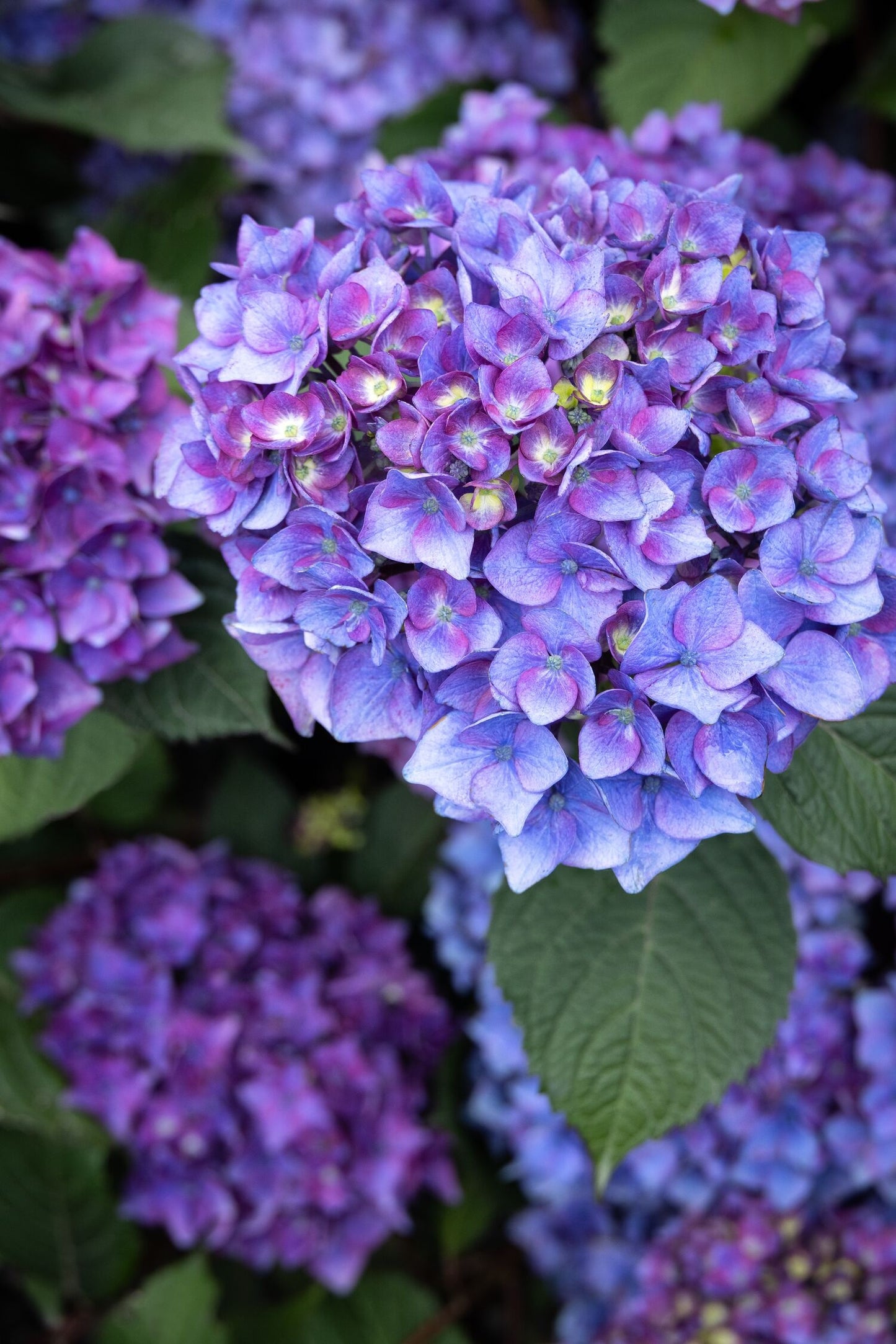 PEBBLE BEACH HYDRANGEA 2gal
