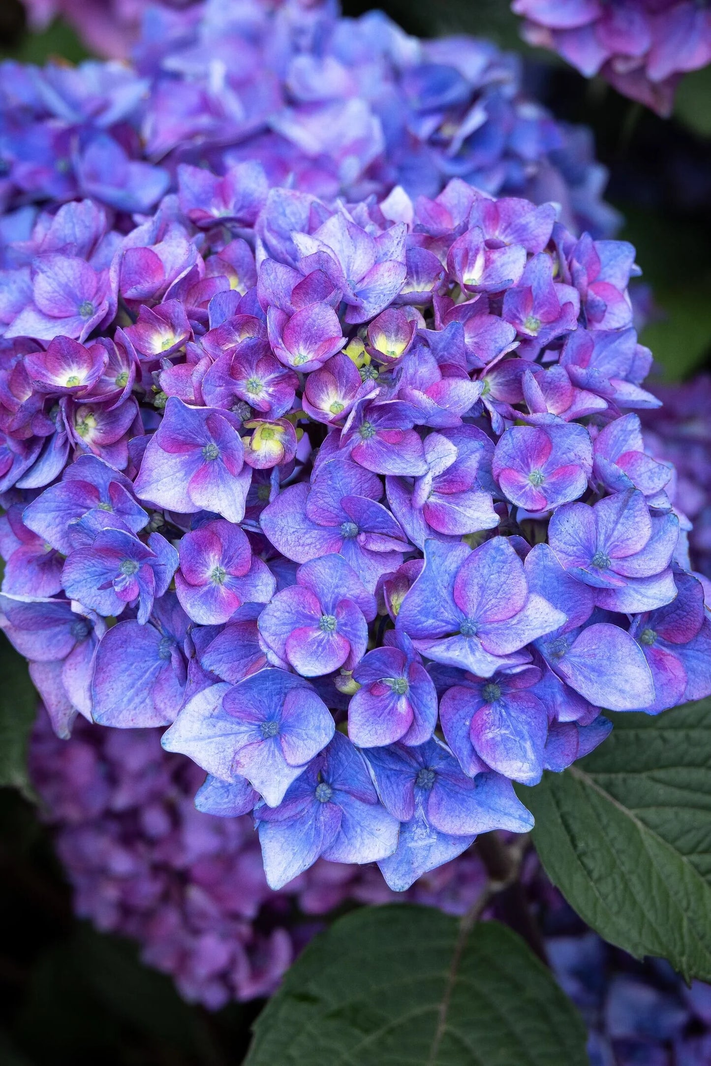 PEBBLE BEACH HYDRANGEA 2gal