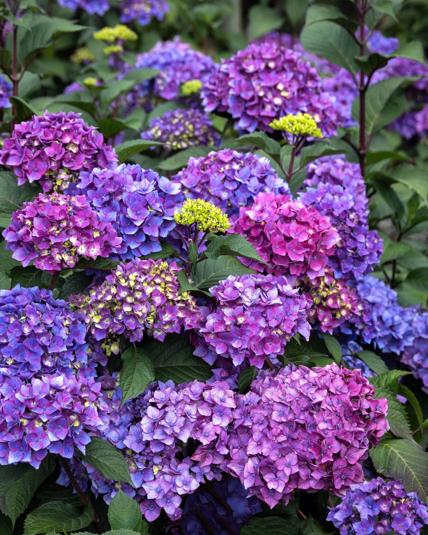 PEBBLE BEACH HYDRANGEA 2gal