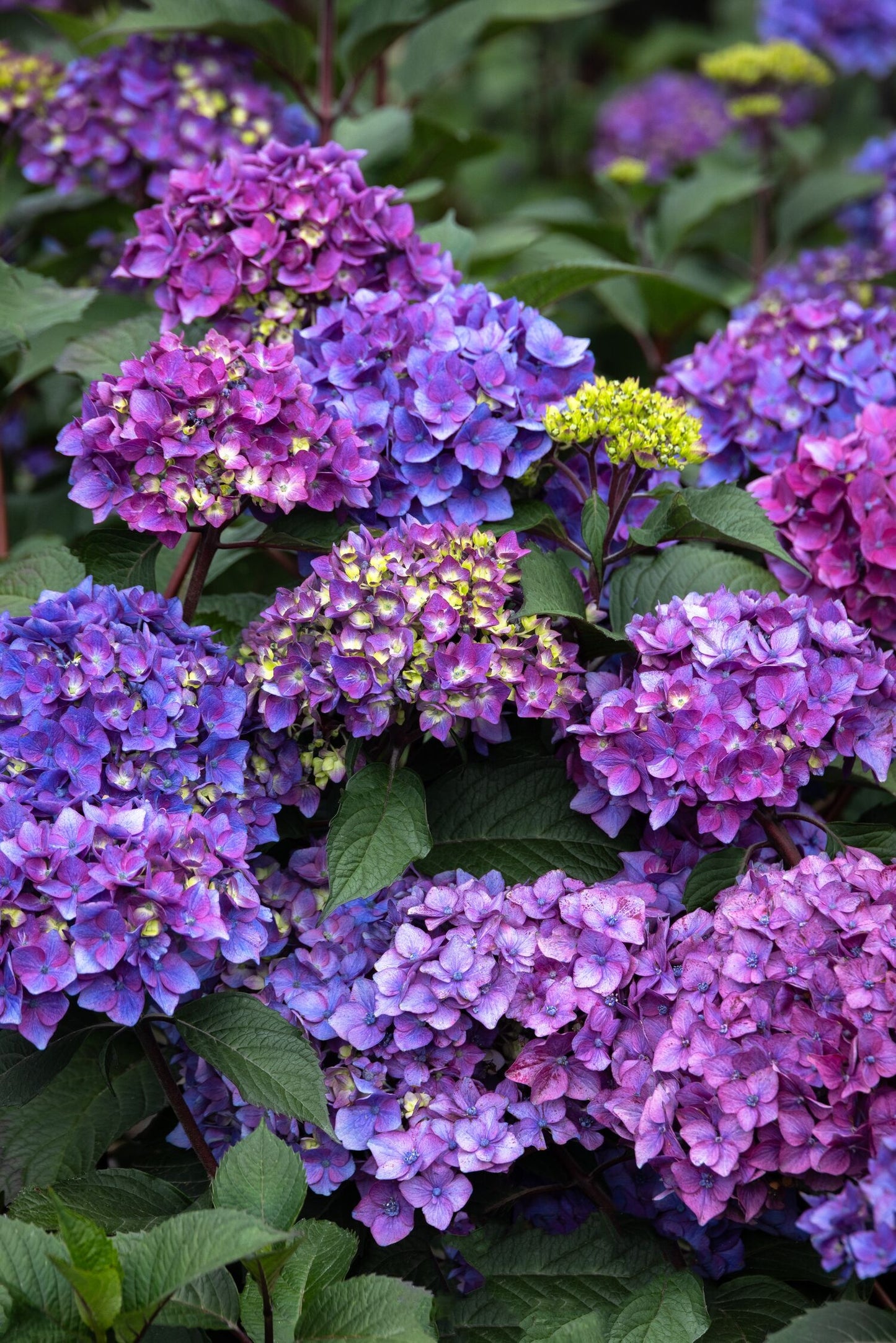 PEBBLE BEACH HYDRANGEA 2gal